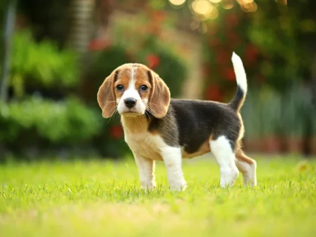 Beagle-puppy-standing-in-the-grass-1