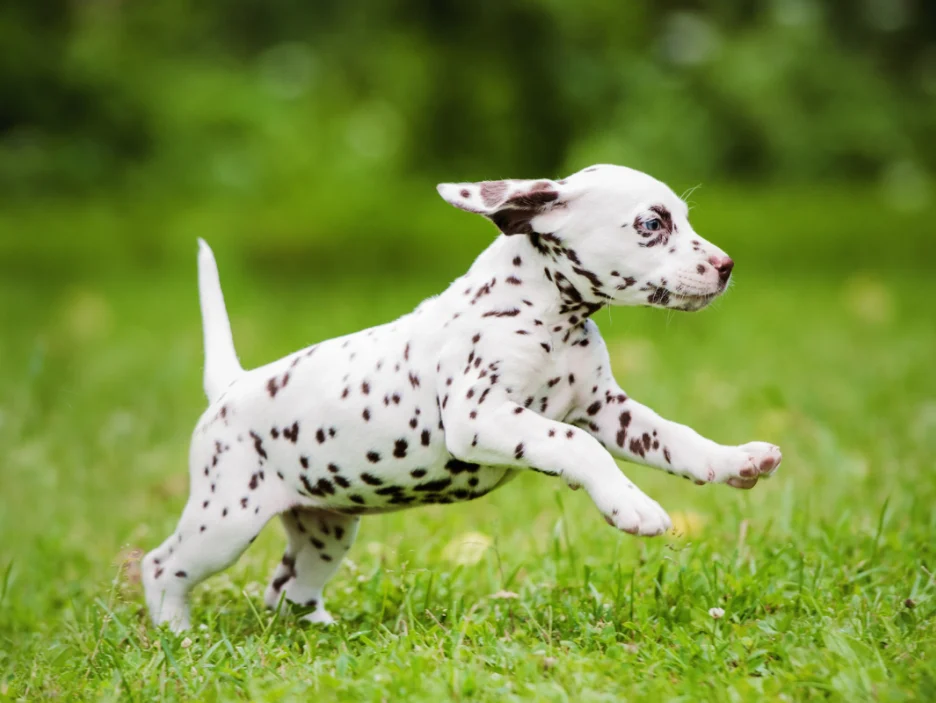 Dalmatian-Puppy-Cost