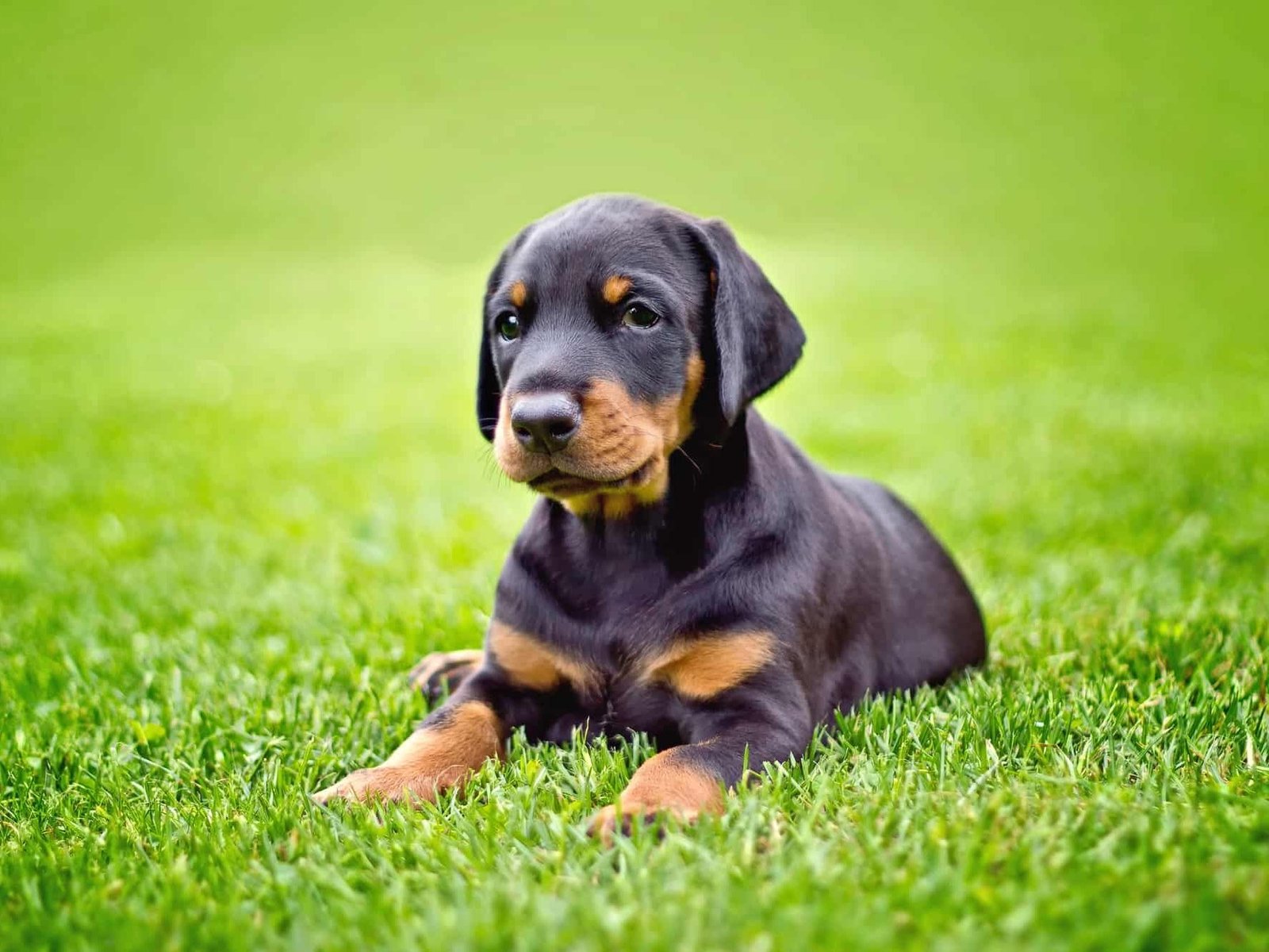 Doberman-price-and-expenses-how-much-does-a-Doberman-Pinscher-cost
