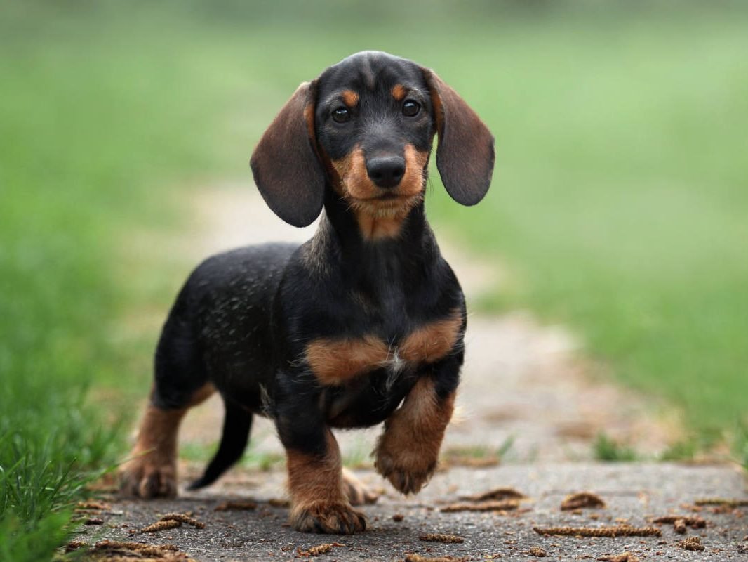 dachshund-puppy