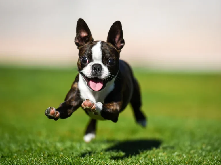 how-to-prepare-for-a-boston-terrier-puppy-create-a-schedule