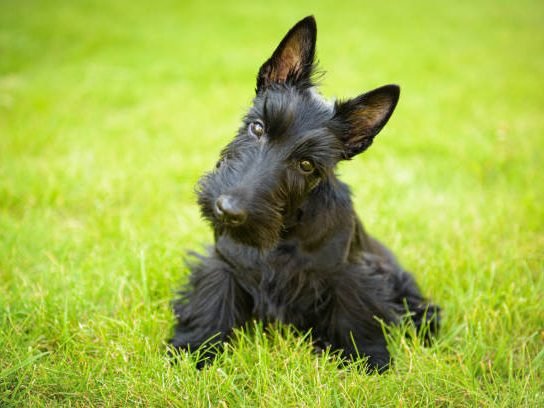Portraits of scottish terrier one year old puppy.