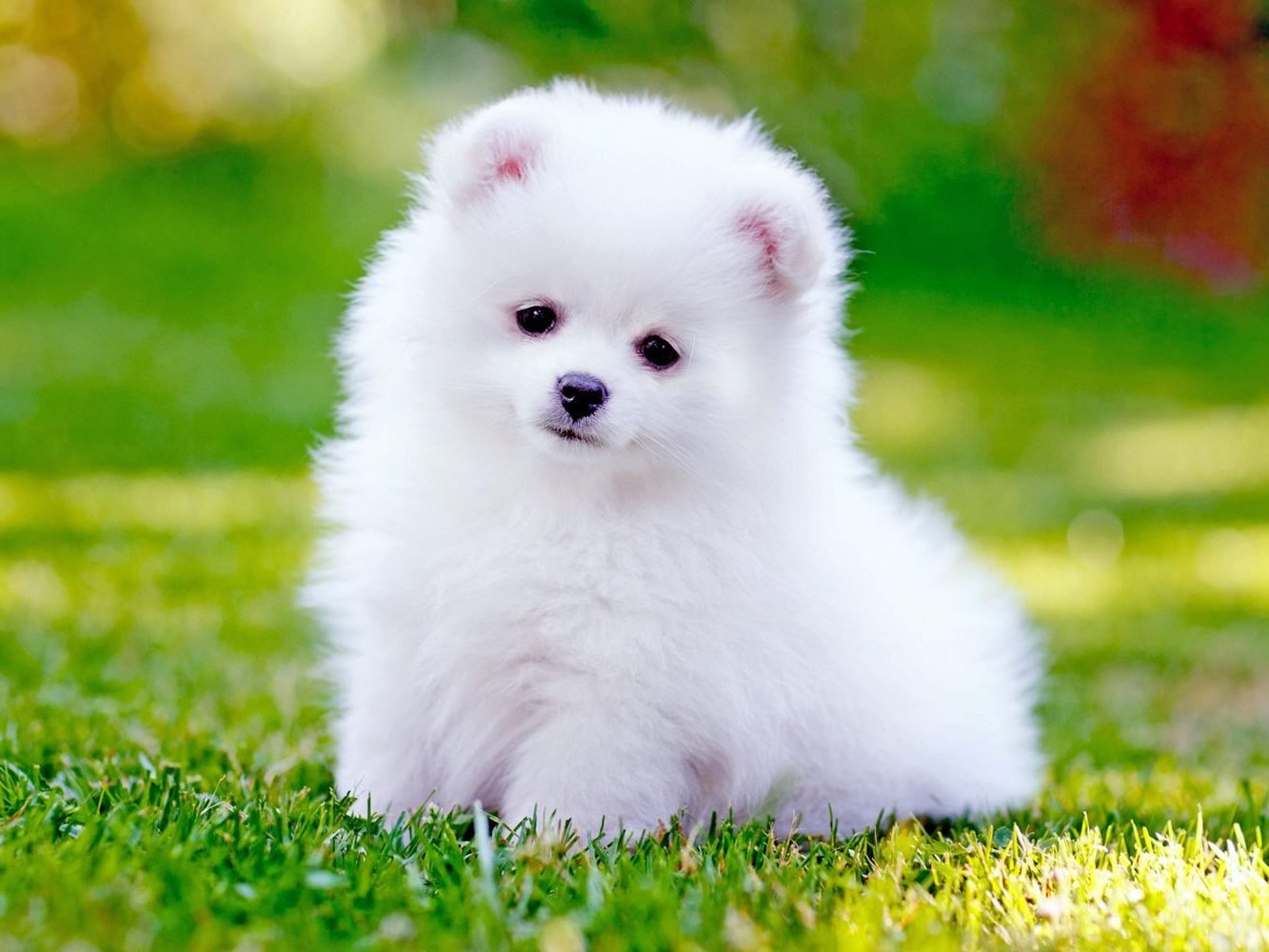 pomeranian-white-puppy-921029690-2000-3ca2fdb56d144450a05c6990efdfd40e