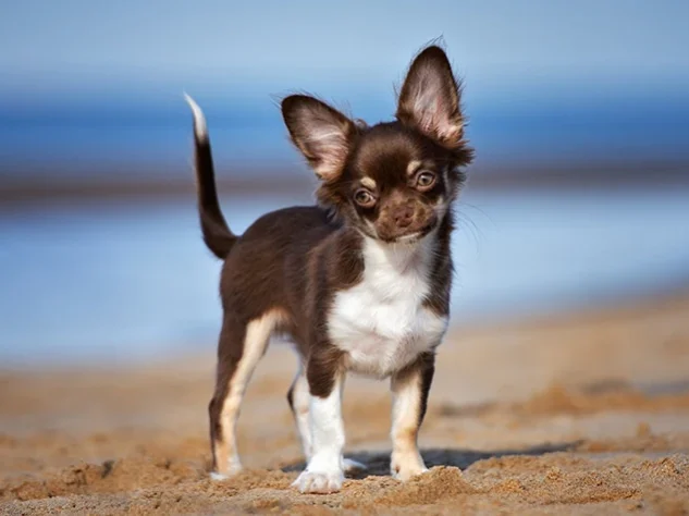 puppy-chihuahua