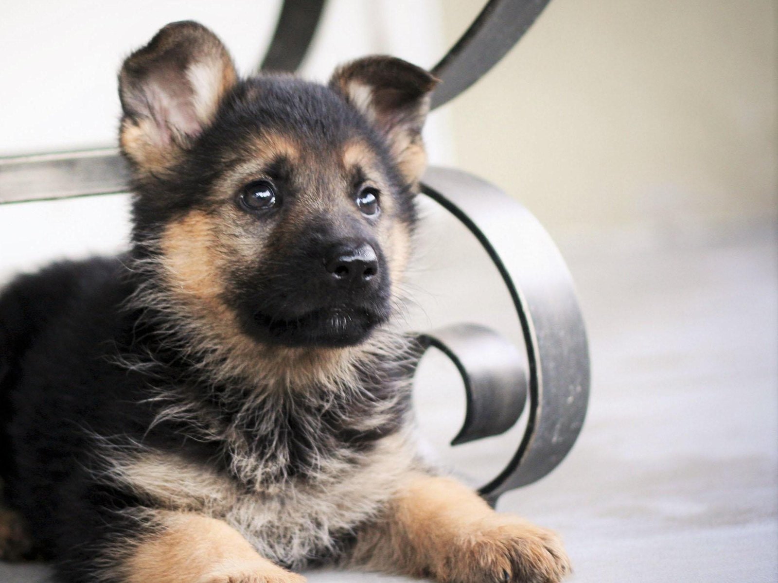 what_is_the_best_diet_for_a_german_shepherd_puppy_1204_orig